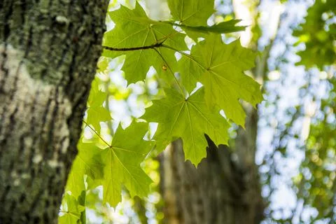 Background of green maple leaves Stock Photos