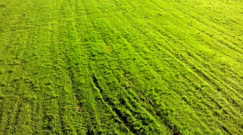 Background, green meadow in atumn Video stock 42991682