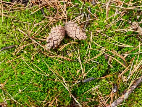 Background of green moss, pine cones and needles Stock Photos