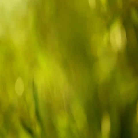 Background of Green Nature Stock Footage 69469495
