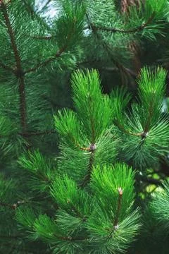 Background green needles tree thuja close up Stock-Fotos