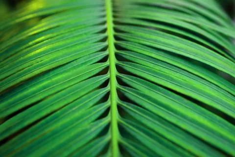 Background of green palm leaf. Stock Photos