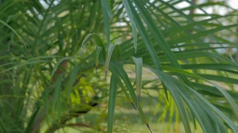 Background with green palm trees 스톡 동영상 81694581