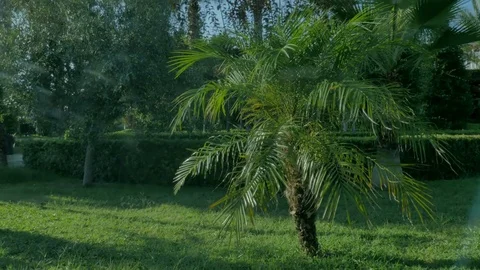Background with green palm trees Stock Footage 81695816
