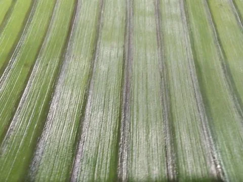 Background of Green Parallel Grooved Texture Stock Photos