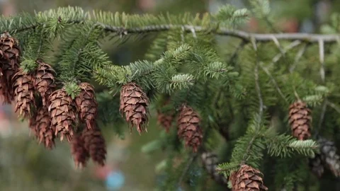 Background green pine branch covered strobiles Stock Footage 77245808