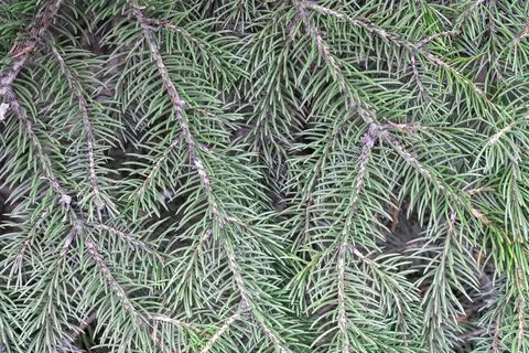 Background of green pine branches large texture Photos