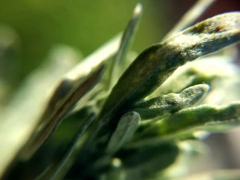 Background with green pine needles or grass Stock Photos