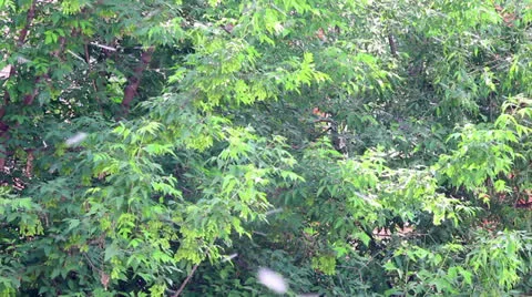 Background of green poplar leafs and fur-seeds on light breeze Stock Footage 24804717