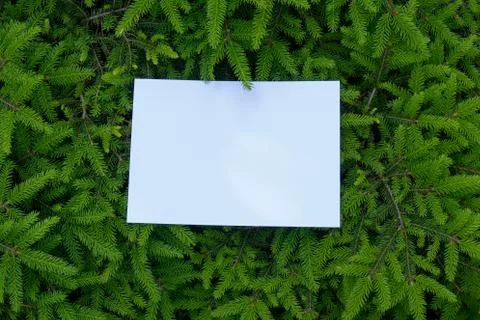 Background Green Prickly Branches frame Stock Photos