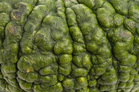 Background of green pumpkin. Stock Photos