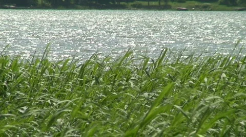 Background from green reed 1 Stock Footage 80154