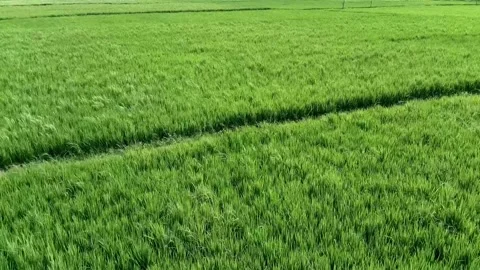 Background of green rice in rice fields. Stock Footage 301899093