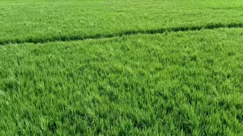Background of green rice in rice fields. Video stock 301899128