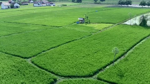 Background of green rice in rice fields. Stock Footage 301899196