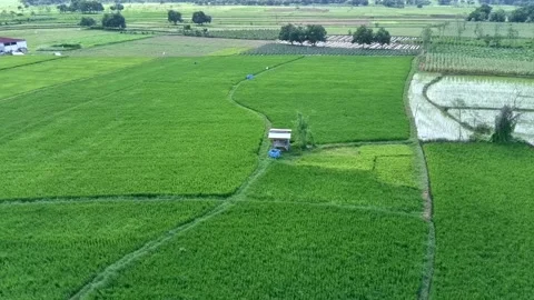Background of green rice in rice fields. Stock Footage 301899203