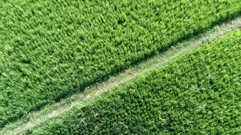 Background of green rice in rice fields. Stock Footage 301899237