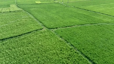 Background of green rice in rice fields. Stock Footage 301899541