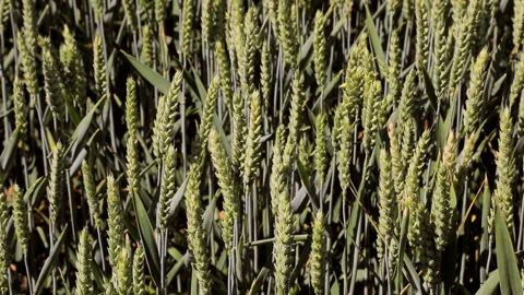 Background. Green rye close-up. Ears swi... | Stock Video | Pond5