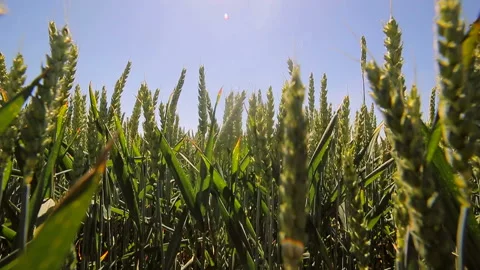 Background. Green rye close-up. Ears swinging in the wind. Stock Footage 91259355