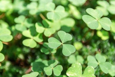 Background green shamrock nature background, fresh green juicy color, shamroc Stock Photos