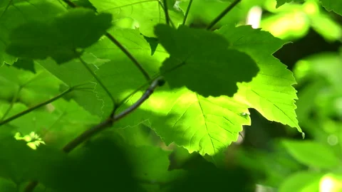 Background of green spring leaves background beach tree UK 4K Видео 131417739