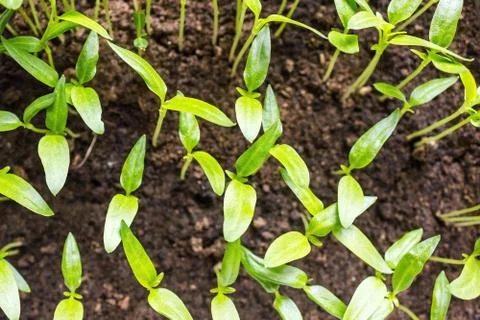 Background green sprouts. Stock Photos