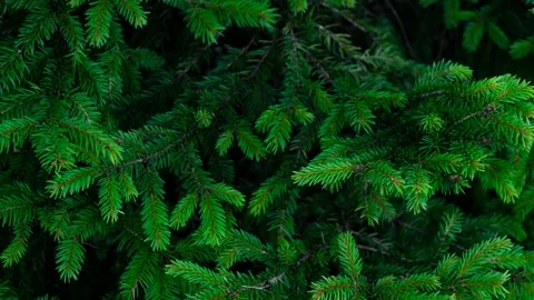 Background of green spruce branches Stock Footage 317265557