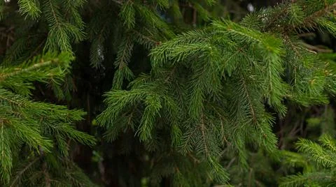 Background of green spruce branches. Stock Photos
