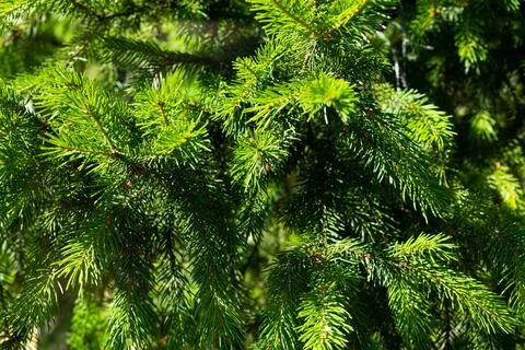 Background of green spruce branches. Stock Photos