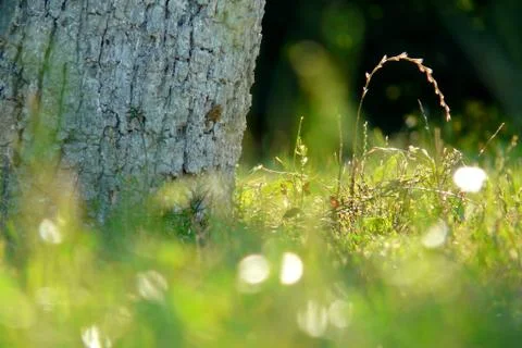 Background with Green Summer Landscape Stock Photos