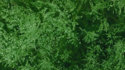 Background of green swaying grass Video stock 335476237