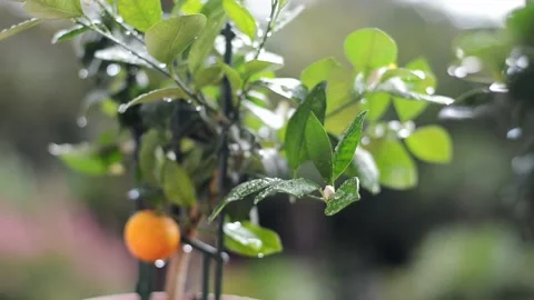 Background of green tangerine tree. orange fruit. pot. greenhouse. Gardening Video stock 210233114