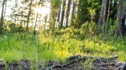 Background green texture. The sun is peeping out from behind the trees. Roman Stock Photos