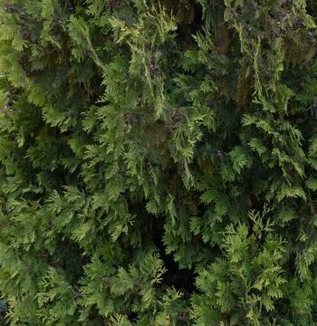 Background from green thuja branches. Solid textured background of luscious Stock Photos