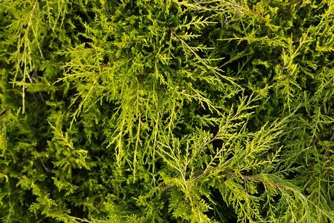 Background from green thuja branches. Solid textured background of luscious Stock Photos