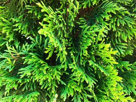 Background - green thuja. Stock Photos
