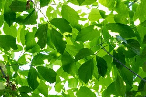 Background with green tree leaf texture Stock Photos