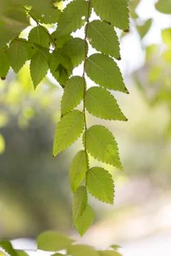 Background of green tree leaves Stock Photos
