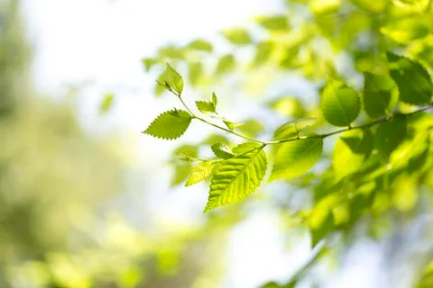 Background of green tree leaves Stock Photos