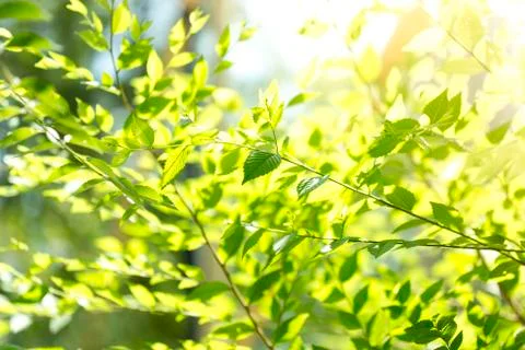 Background of green tree leaves Stock Photos