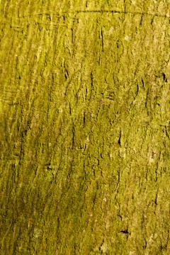 Background of green tree trunk Stock Photos