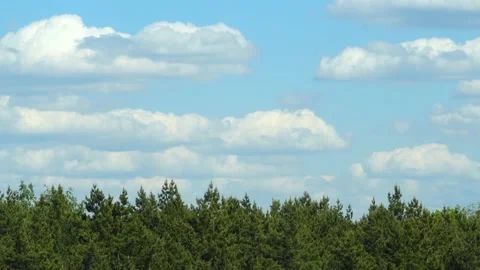 Background with green trees and blue sky Stock Footage 154892406