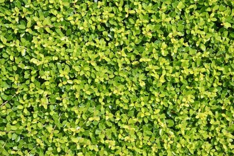 A background of green vegetation growing on a wall Stock Photos