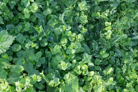 Background green vegetation with sunlight, texture, close-up Stock Photos