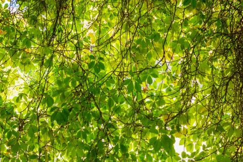 Background of green vine 库存照片