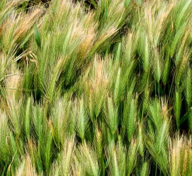 Background of Green Wheat Stock Photos