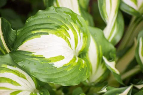 Background from green-white leaves. Stock Photos