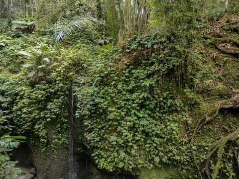 Background of the green wilderness Stock Photos