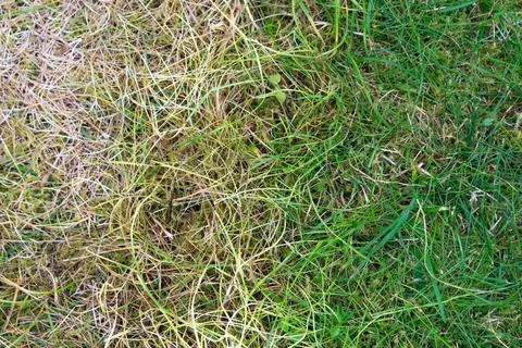 Background, green-yellow gradient grass, abstract 写真素材